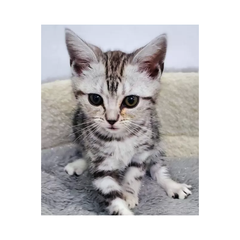 販売中の愛知県のアメリカンショートヘア-139468の2枚目