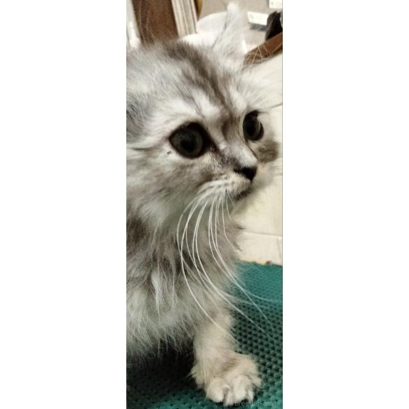 販売中の埼玉県のミックス-139469の5枚目