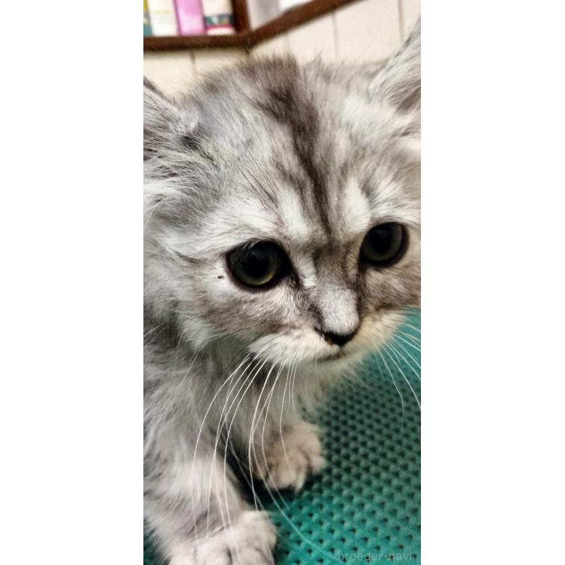 販売中の埼玉県のミックス-139469の4枚目