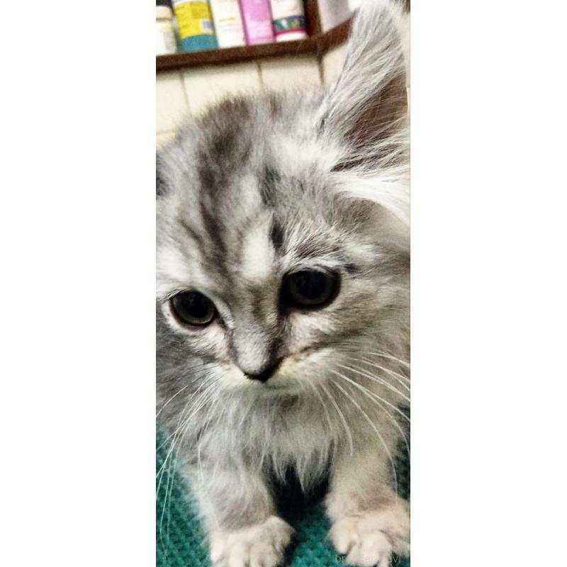 販売中の埼玉県のミックス-139469の3枚目