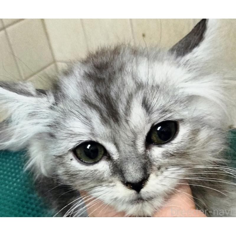 販売中の埼玉県のミックス-139469の2枚目