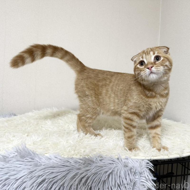 販売中の愛知県のスコティッシュフォールド(折れ耳)-139470の5枚目