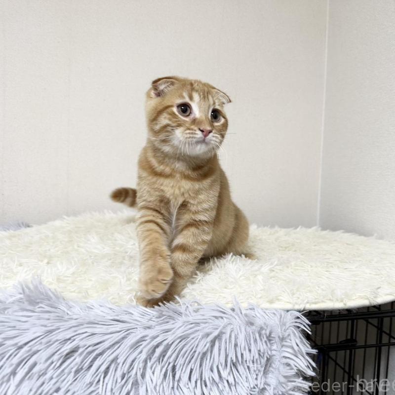 販売中の愛知県のスコティッシュフォールド(折れ耳)-139470の4枚目