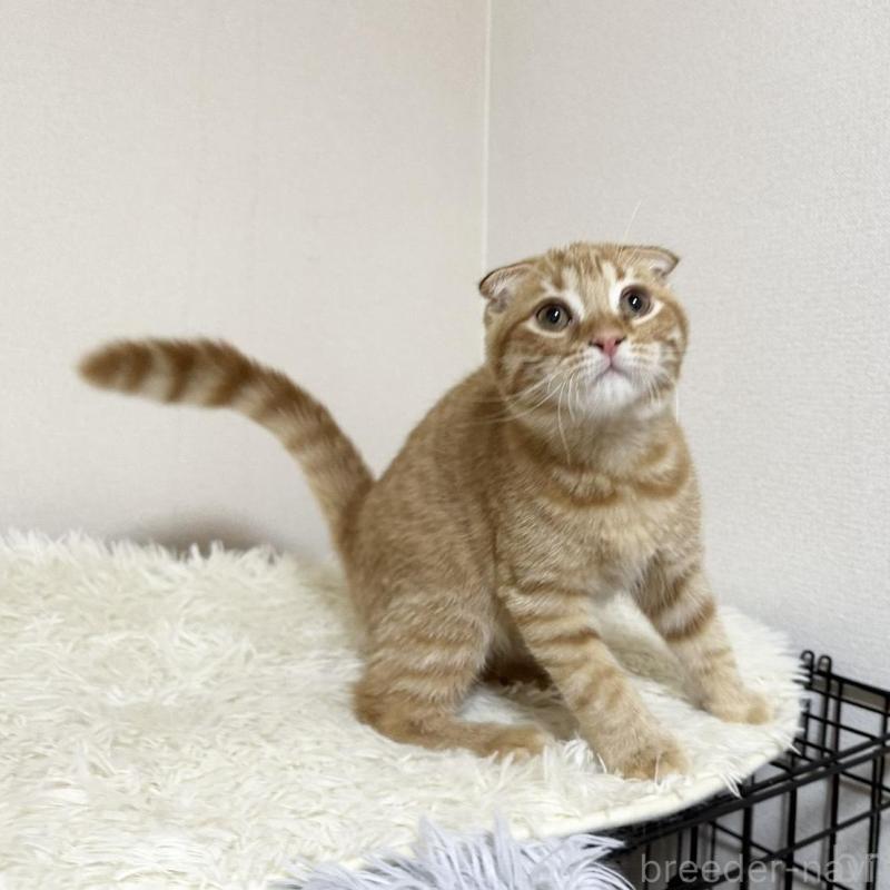 販売中の愛知県のスコティッシュフォールド(折れ耳)-139470の3枚目