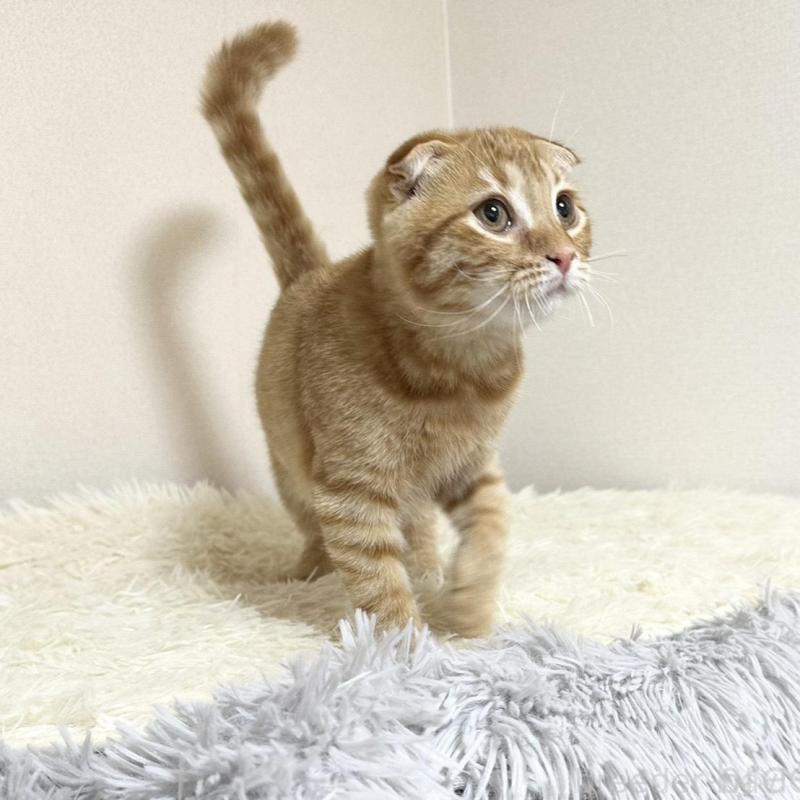 販売中の愛知県のスコティッシュフォールド(折れ耳)-139470の2枚目