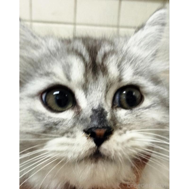 販売中の埼玉県のミックス-139471の4枚目