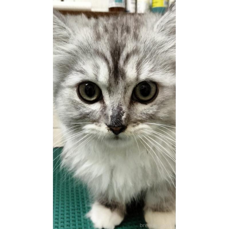 販売中の埼玉県のミックス-139471の5枚目