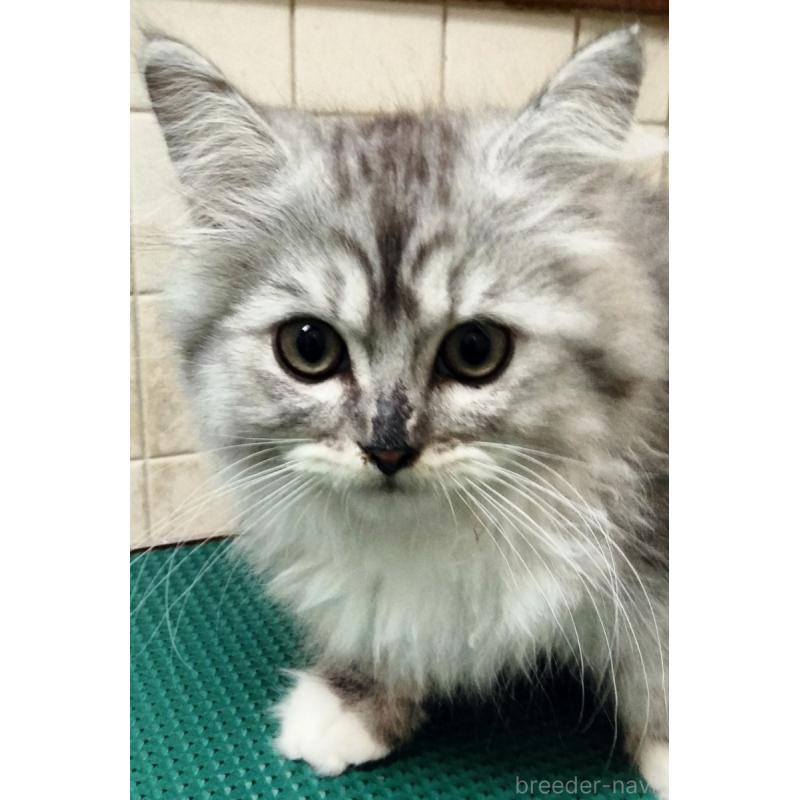 販売中の埼玉県のミックス-139471の3枚目