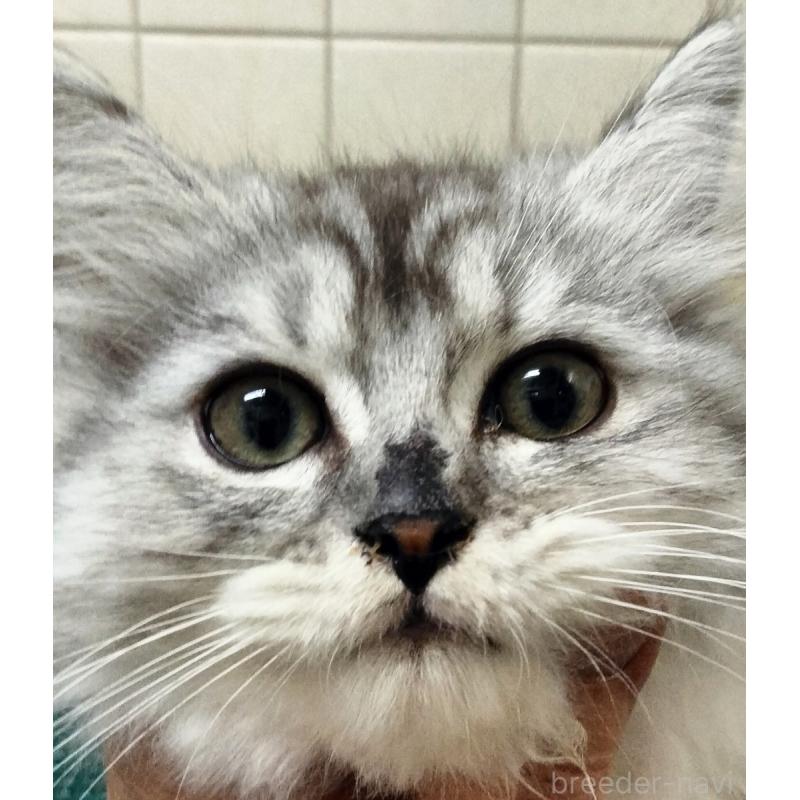 販売中の埼玉県のミックス-139471の2枚目