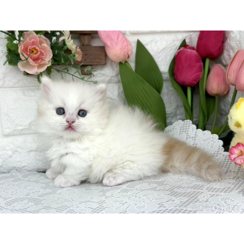 販売中の埼玉県のミヌエット(短足)-139472の6枚目