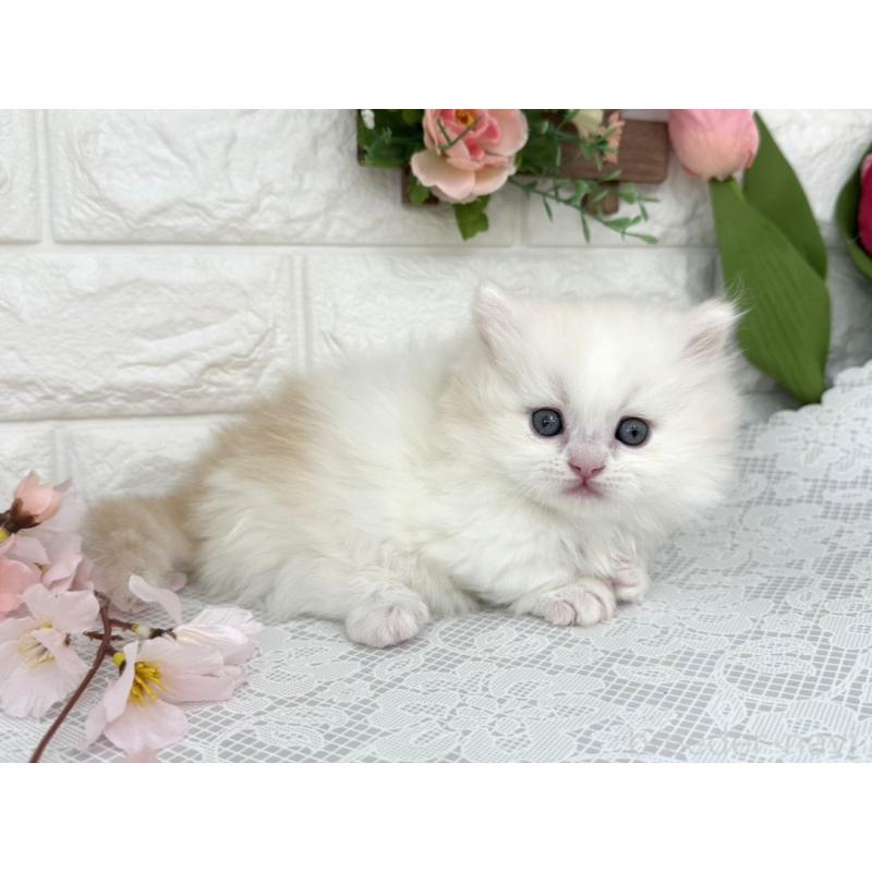 販売中の埼玉県のミヌエット(短足)-139472の5枚目