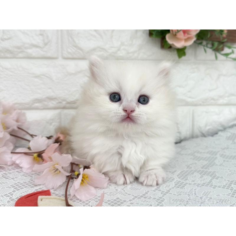 販売中の埼玉県のミヌエット(短足)-139472の4枚目