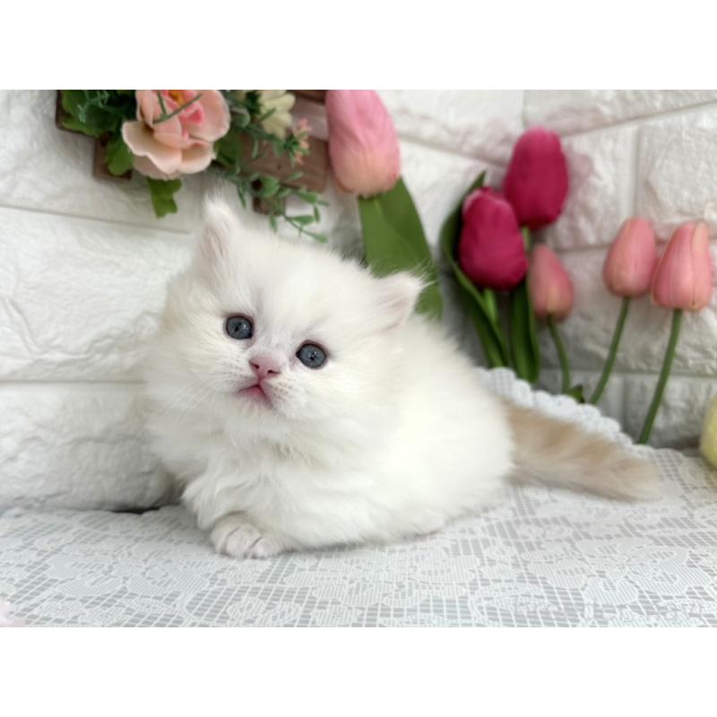 販売中の埼玉県のミヌエット(短足)-139472の3枚目