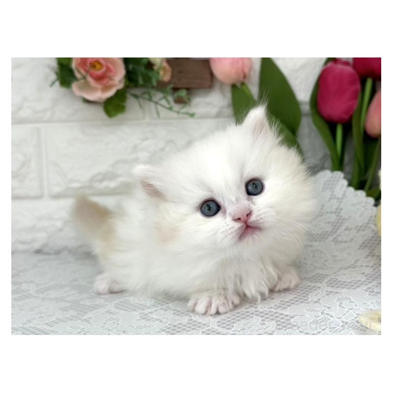 販売中の埼玉県のミヌエット(短足)-139472の2枚目