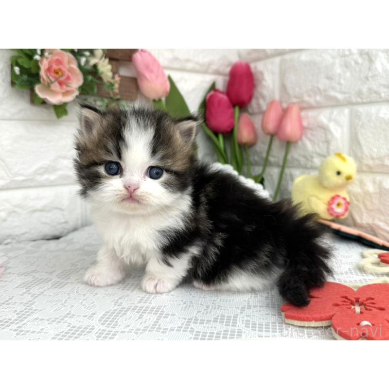 販売中の埼玉県のミヌエット(短足)-139474の6枚目