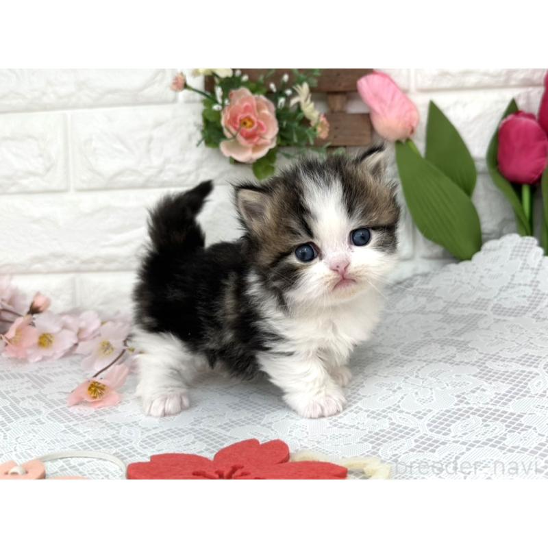 販売中の埼玉県のミヌエット(短足)-139474の5枚目