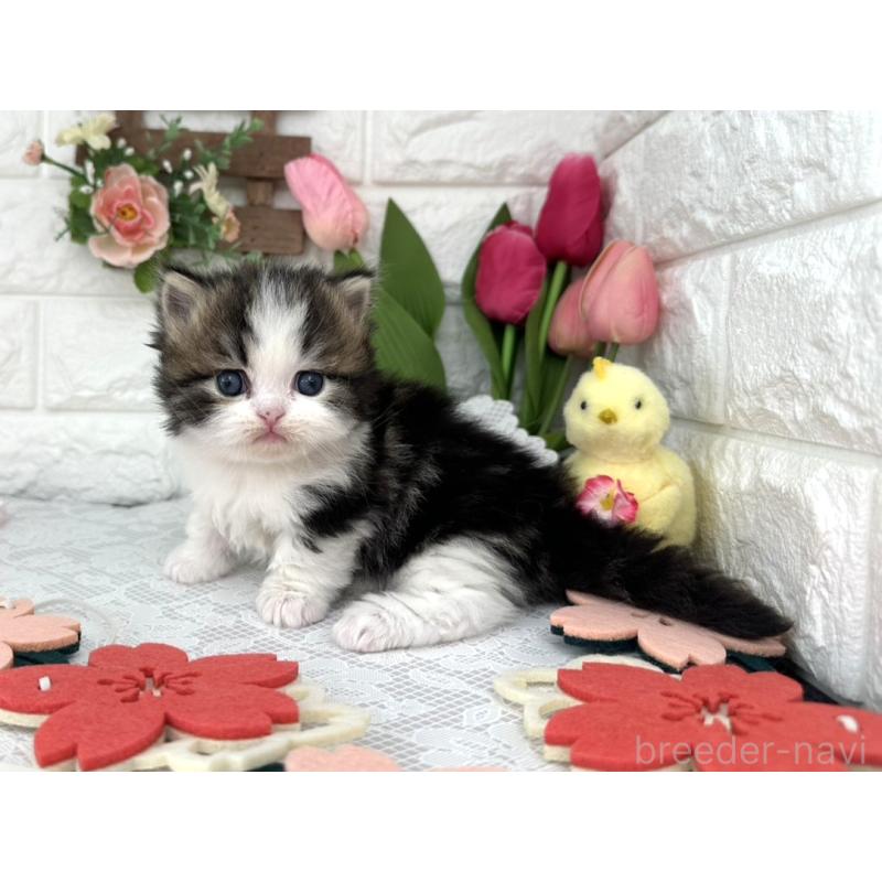 販売中の埼玉県のミヌエット(短足)-139474の4枚目