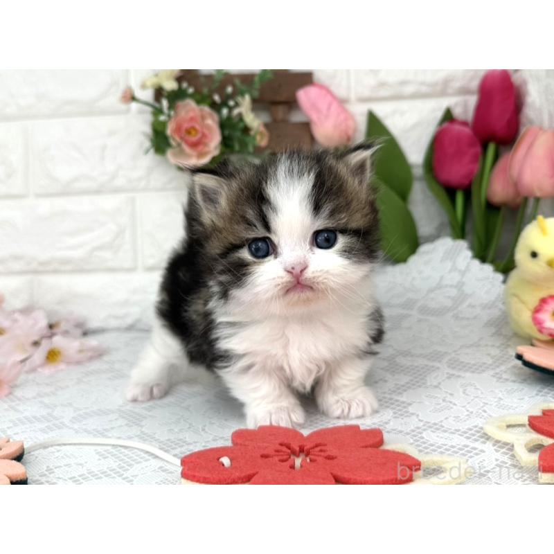 販売中の埼玉県のミヌエット(短足)-139474の3枚目