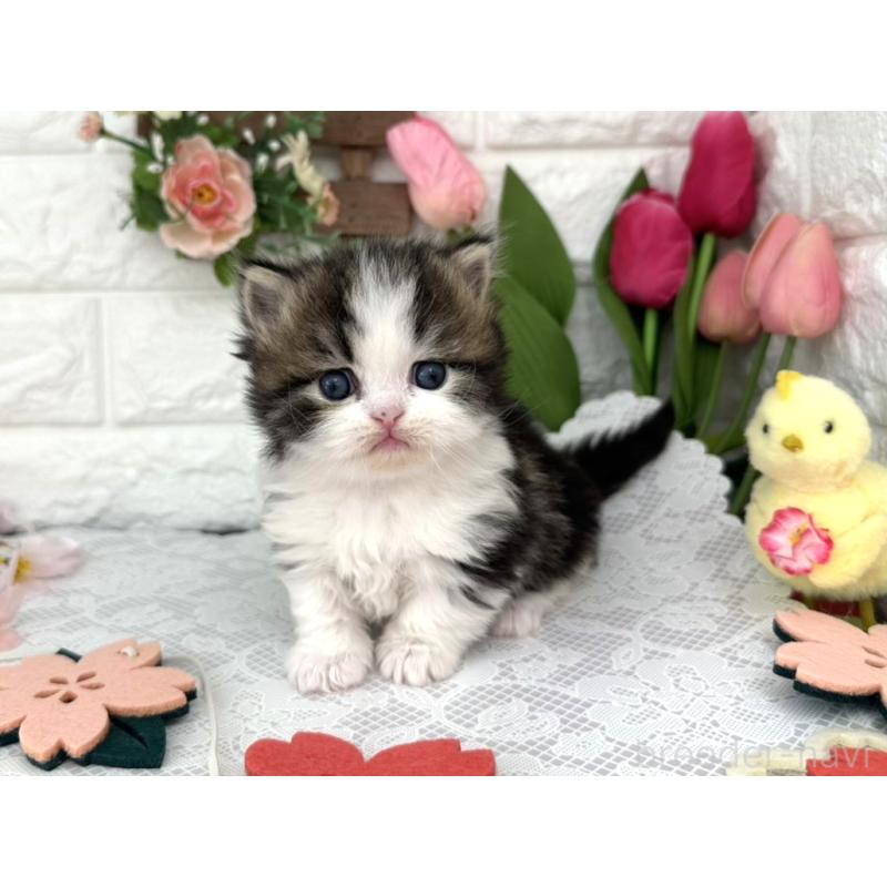 販売中の埼玉県のミヌエット(短足)-139474の2枚目