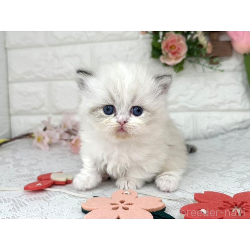 販売中の埼玉県のミヌエット(短足)-139476