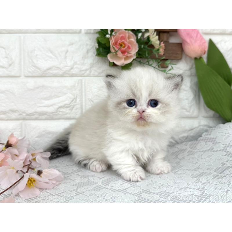 販売中の埼玉県のミヌエット(短足)-139476の6枚目