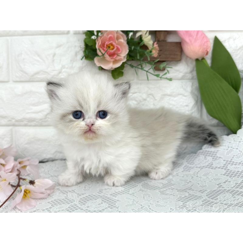 販売中の埼玉県のミヌエット(短足)-139476の5枚目