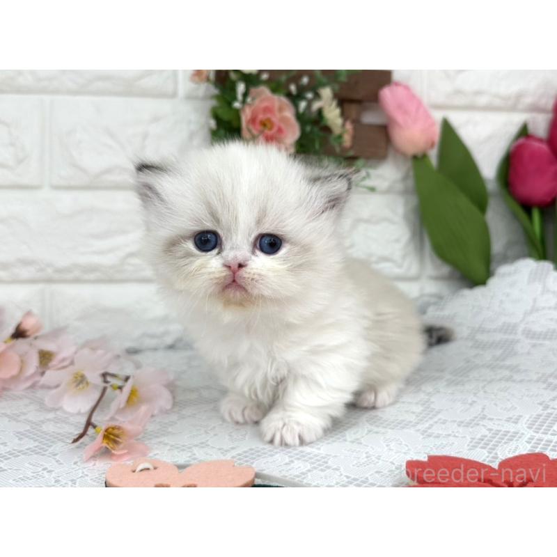 販売中の埼玉県のミヌエット(短足)-139476の4枚目