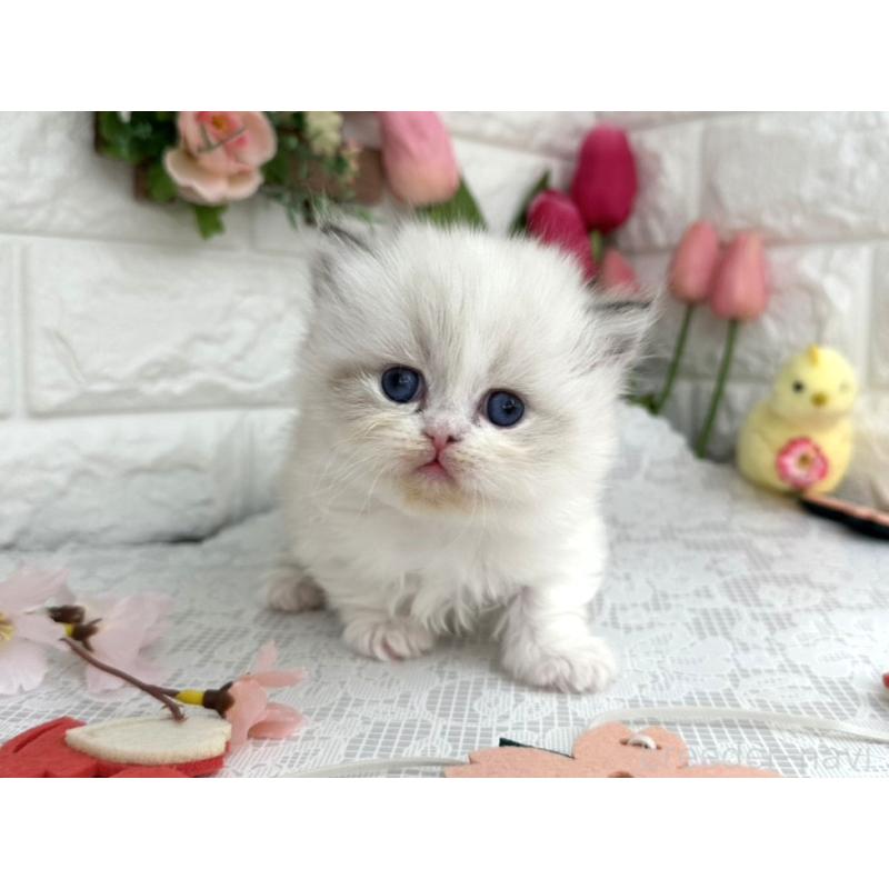 販売中の埼玉県のミヌエット(短足)-139476の3枚目