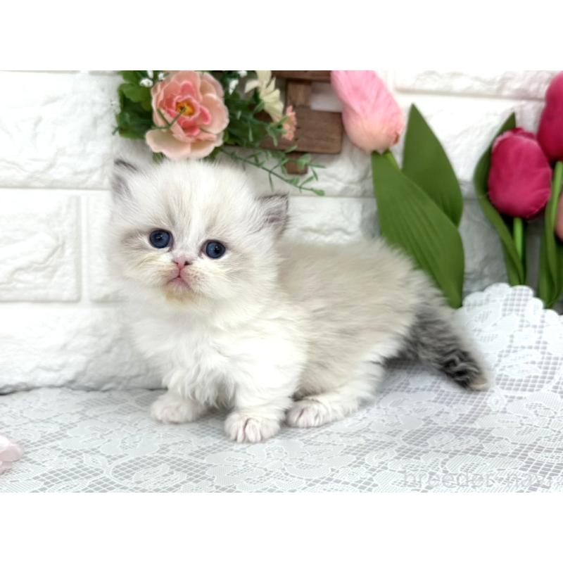 販売中の埼玉県のミヌエット(短足)-139476の2枚目