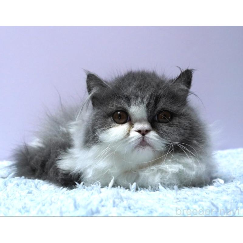 販売中の群馬県のミヌエット(短足)-130800の1枚目