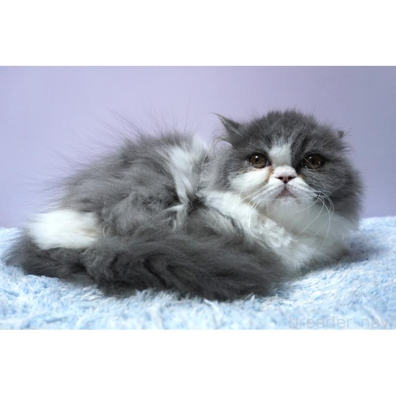 販売中の群馬県のミヌエット(短足)-130800の4枚目