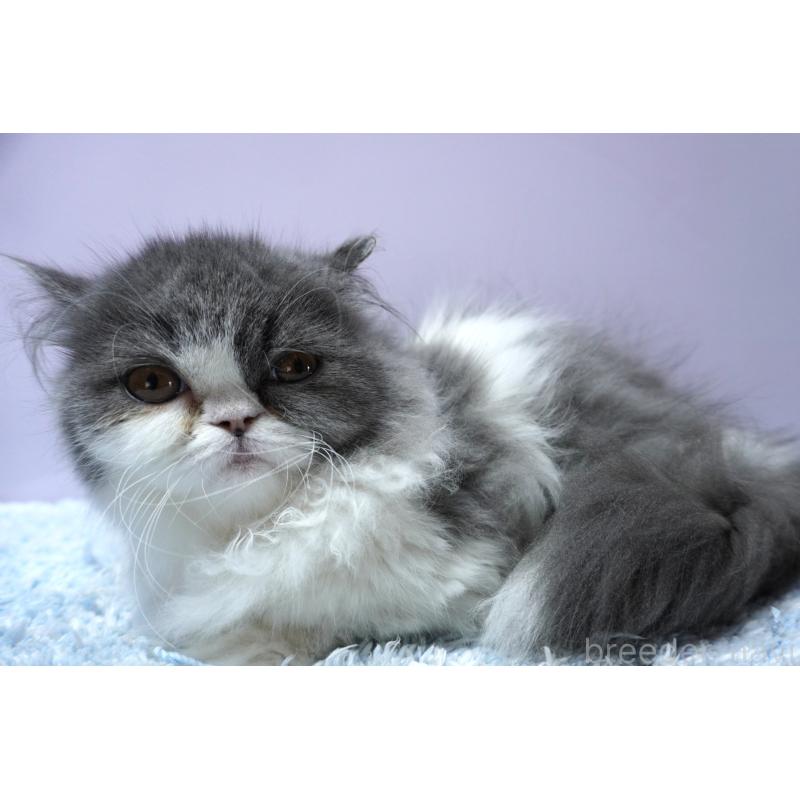 販売中の群馬県のミヌエット(短足)-130800の3枚目