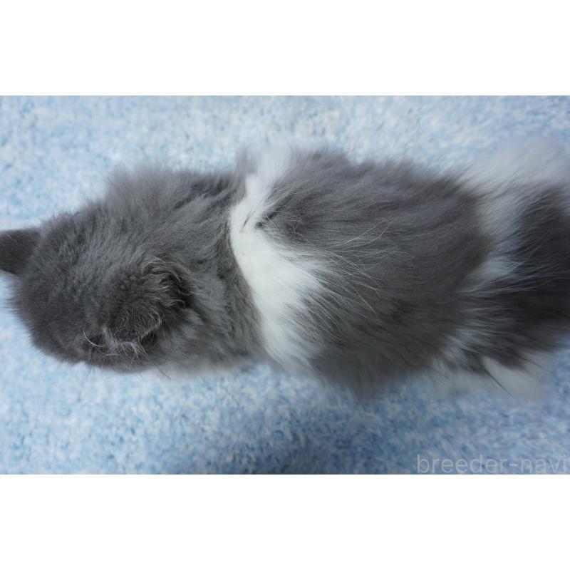 販売中の群馬県のミヌエット(短足)-130800の2枚目