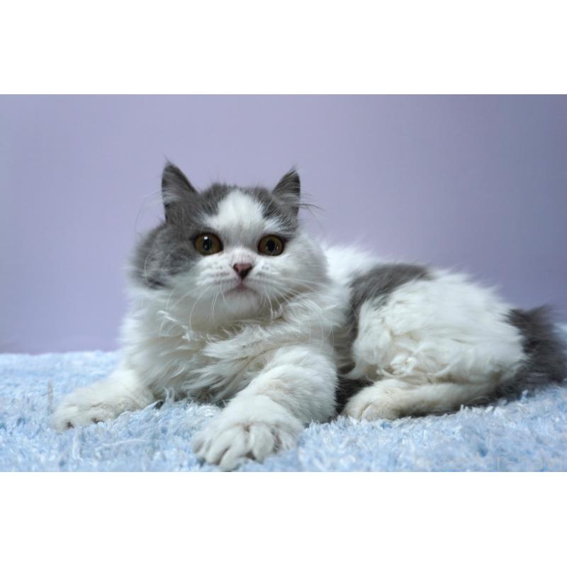 販売中の群馬県のミヌエット(短足)-131812