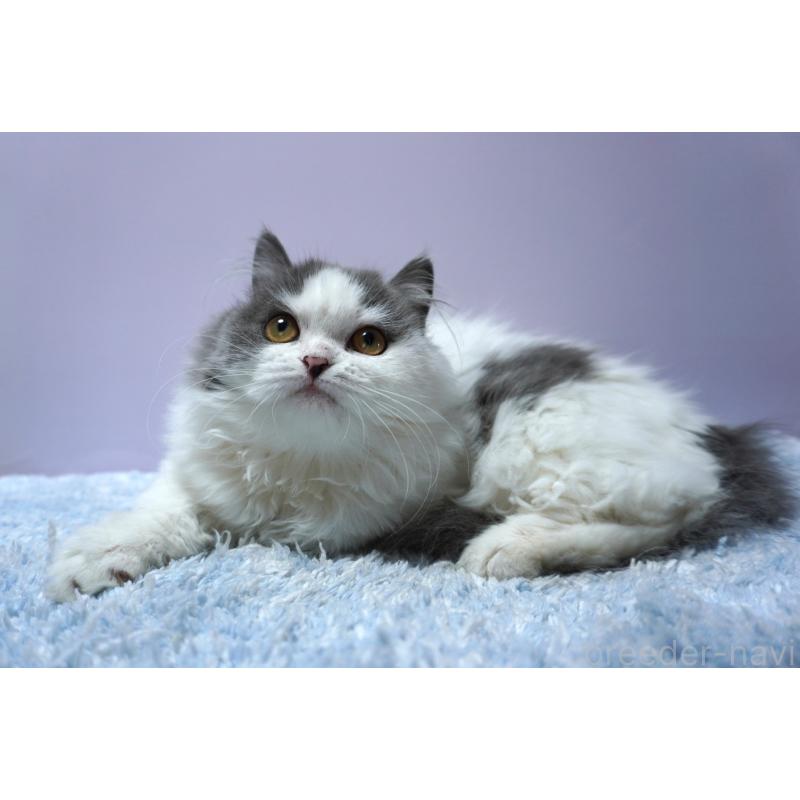 販売中の群馬県のミヌエット(短足)-131812の4枚目