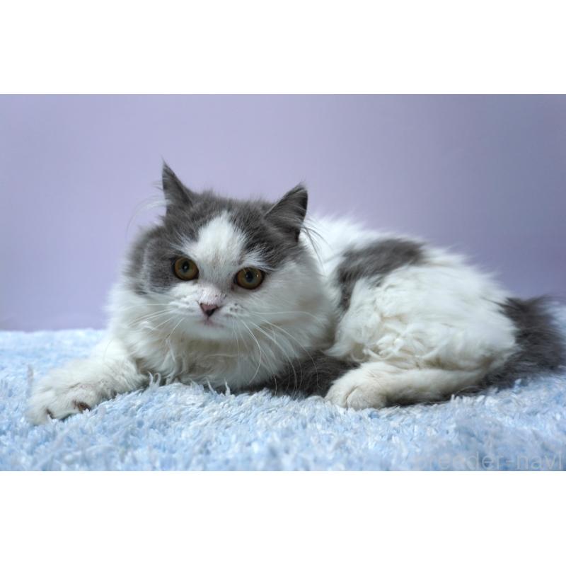 販売中の群馬県のミヌエット(短足)-131812の3枚目