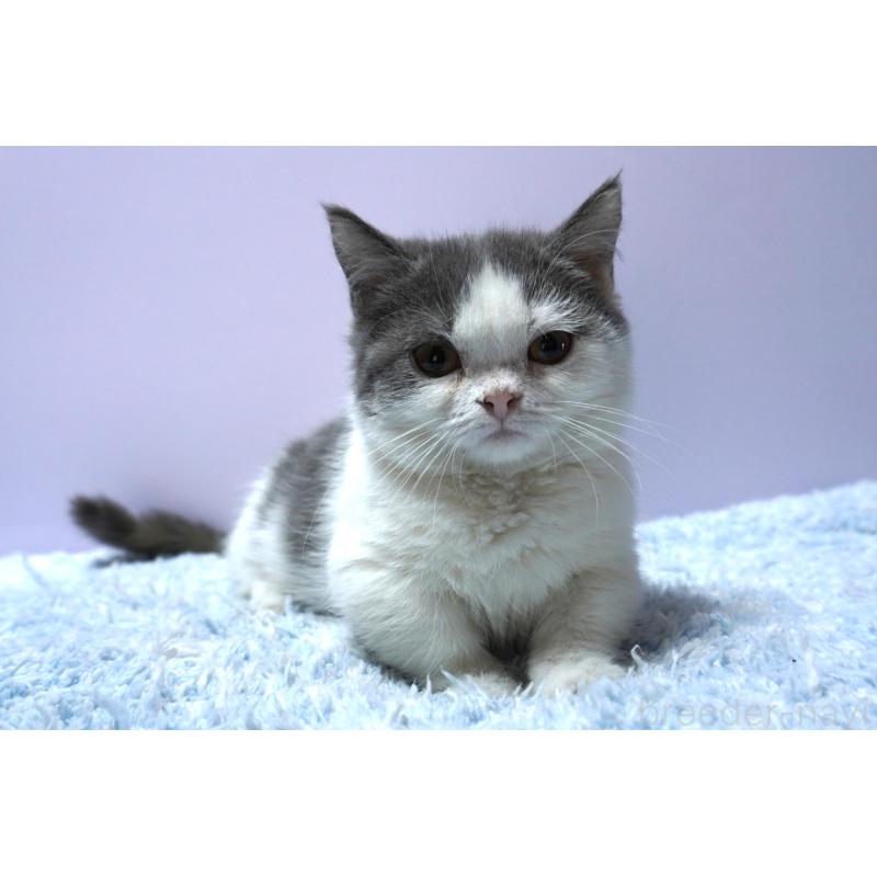 販売中の群馬県のミヌエット(短足)-131811