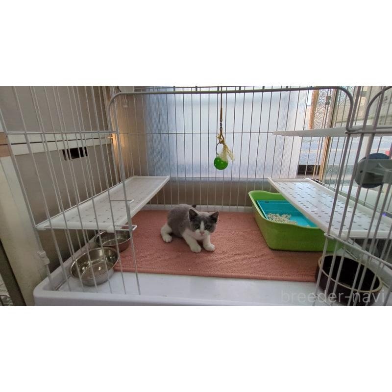 販売中の茨城県のブリティッシュショートヘア-137242の2枚目