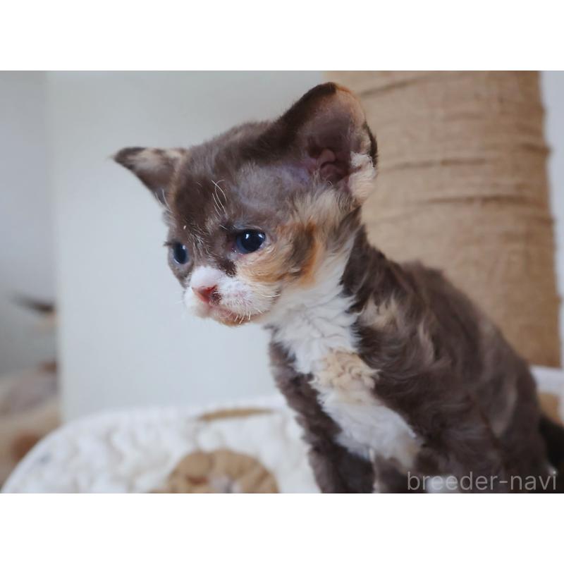 販売中の千葉県のデボンレックス-139475の5枚目