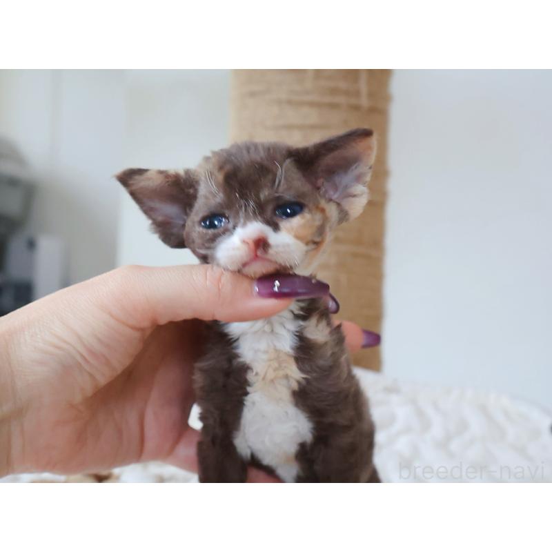 販売中の千葉県のデボンレックス-139475の4枚目