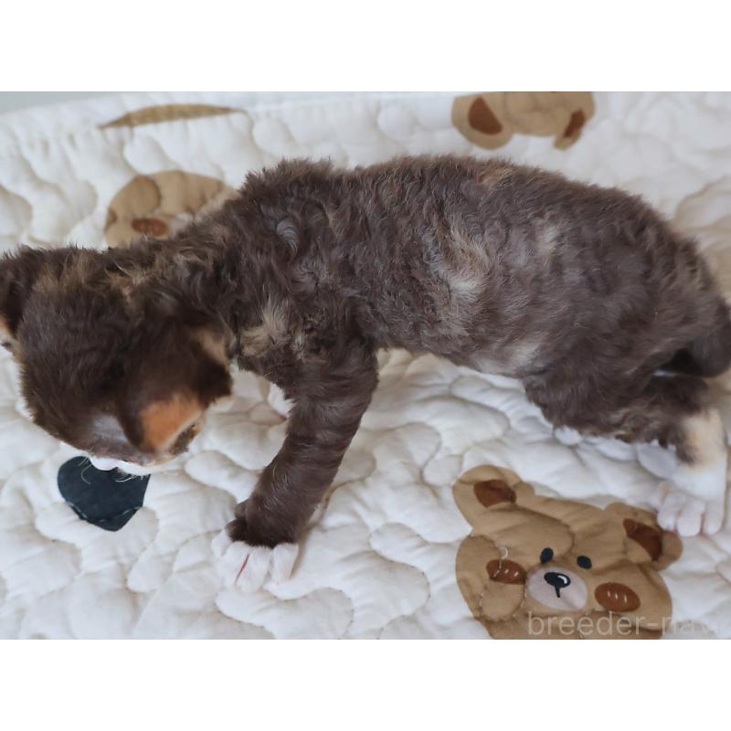 販売中の千葉県のデボンレックス-139475の3枚目