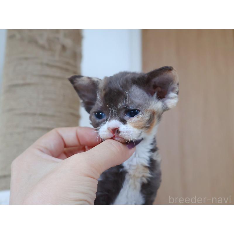 販売中の千葉県のデボンレックス-139475の2枚目