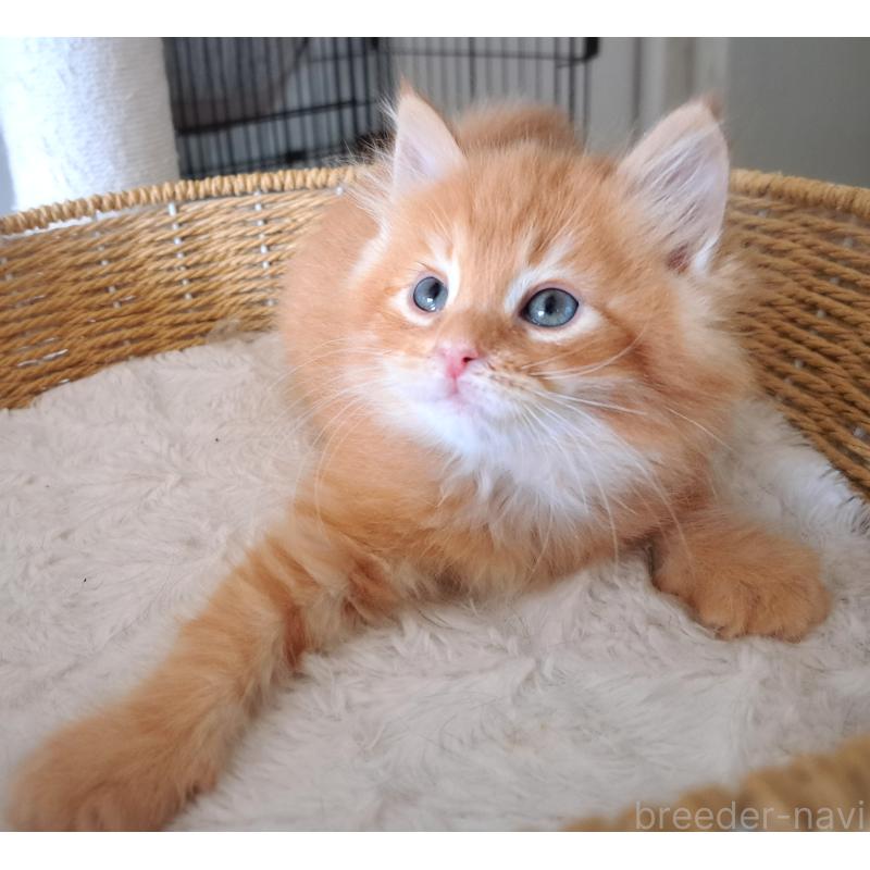 販売中の愛知県のサイベリアン-139479の5枚目