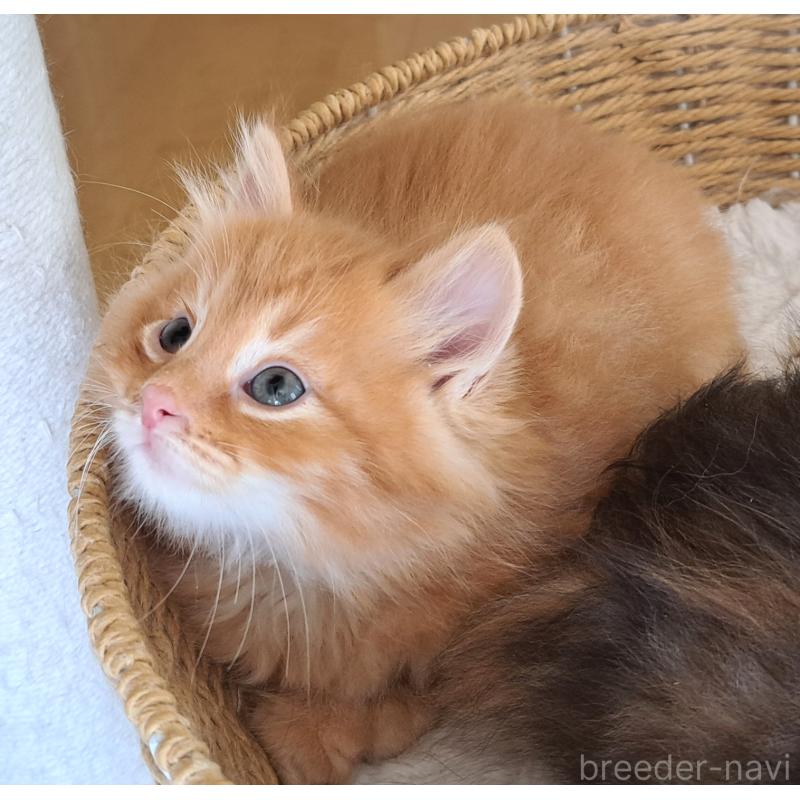 販売中の愛知県のサイベリアン-139479の4枚目