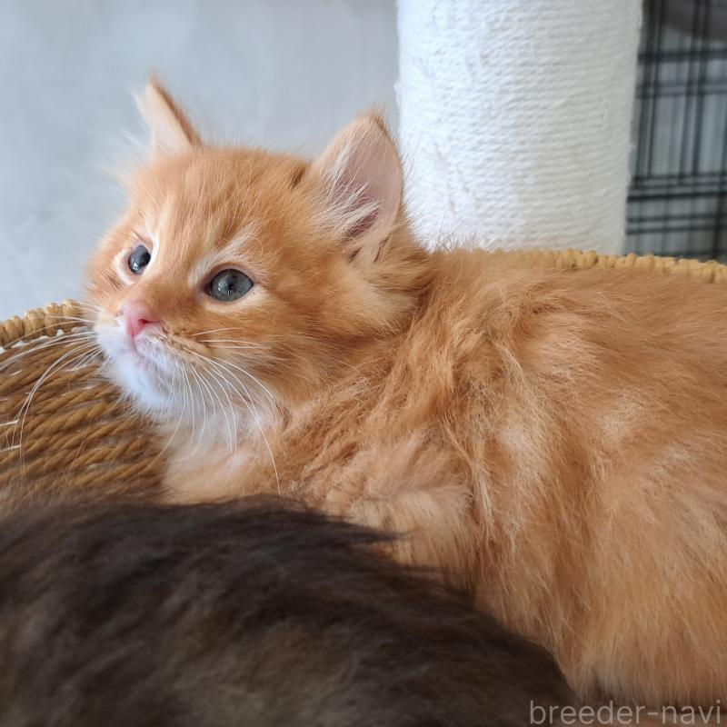 販売中の愛知県のサイベリアン-139479の3枚目