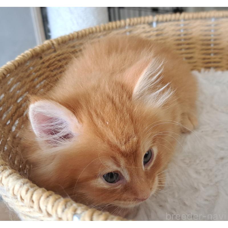 販売中の愛知県のサイベリアン-139479の2枚目