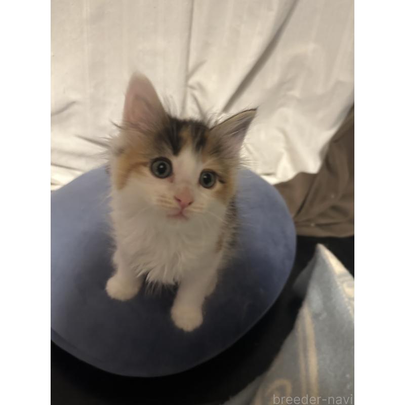 販売中の愛知県のメインクーン-139480の6枚目