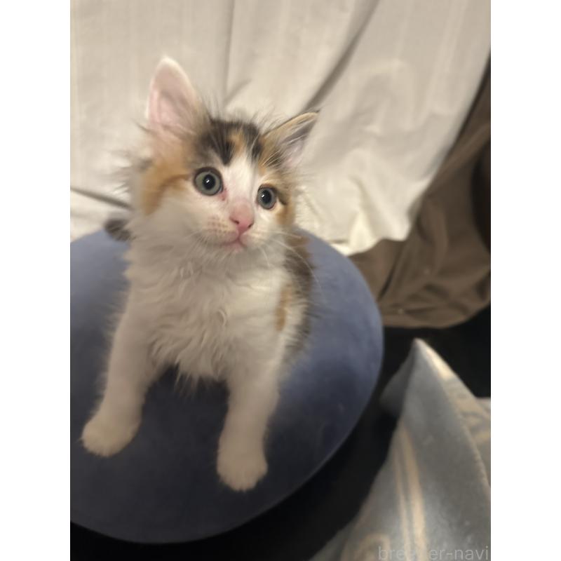 販売中の愛知県のメインクーン-139480の5枚目