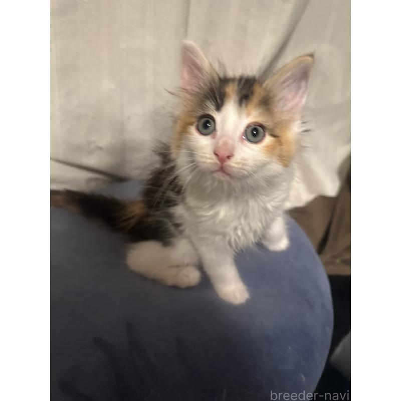 販売中の愛知県のメインクーン-139480の4枚目