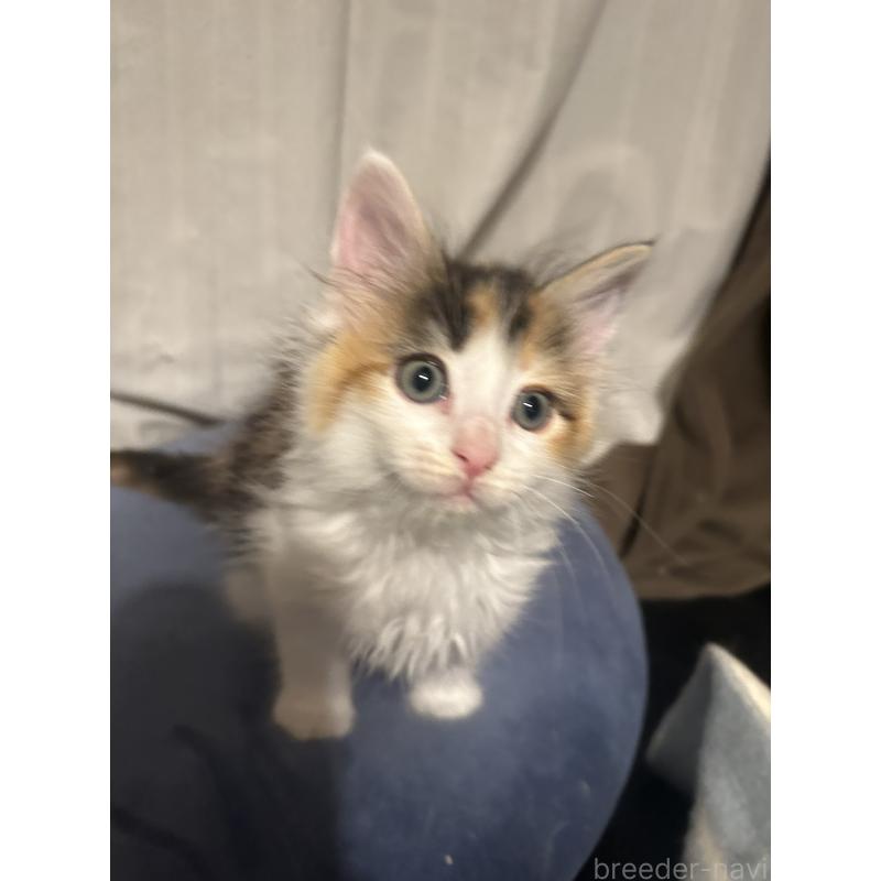 販売中の愛知県のメインクーン-139480の3枚目